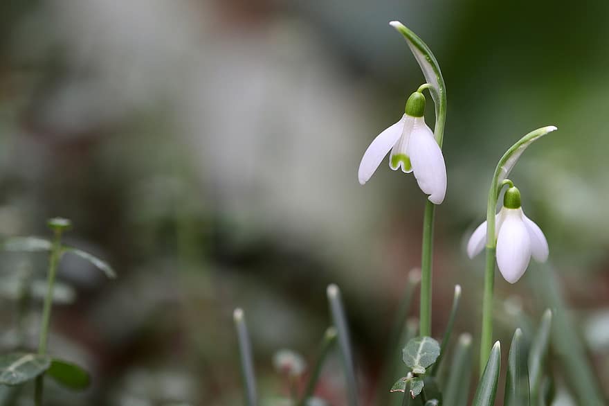 Snowdrop, Galanthus, White Flowers, Blooming, Blossoming, Flora, Nature, Close Up