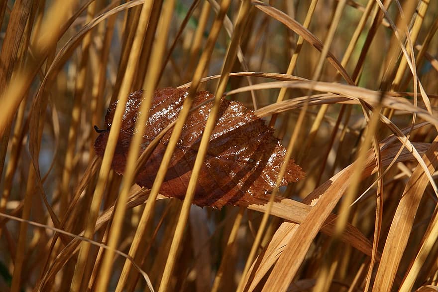 Reed, Blades Of Grass, Nature, Grass, Dry, Leaves