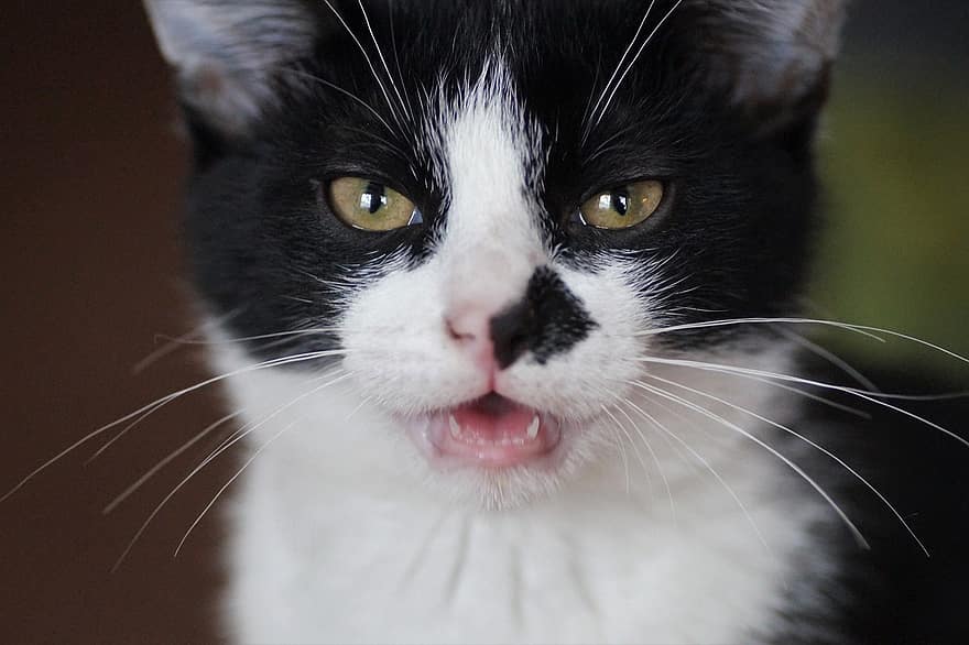 kočka, kotě, Kočka straka, kníry, oči, tvář, grimasa, domácí zvíře, mladá kočka, zvíře, černá a bílá kočka