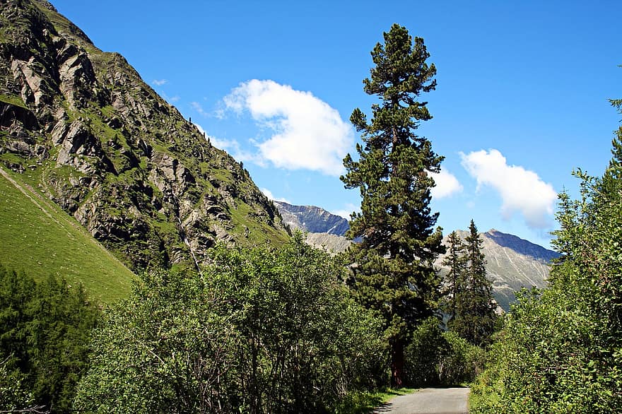 Mountains, Alpine, Trees, Swiss Stone Pine, Arbe, Arve, Stone, Pine, Hiking, Nature
