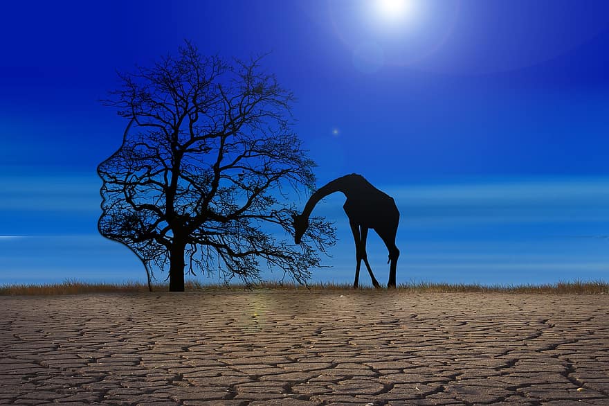 klimaatverandering, giraffe, boom, silhouet, droogte, droog, woestijn, milieu, landschap, ecologie, hittegolf
