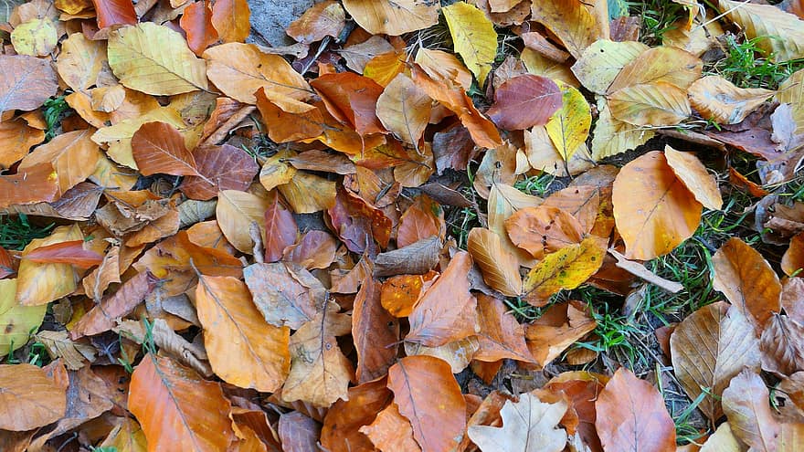 listy, podzim, bukové listy, Suché listy, hnědé listy, les