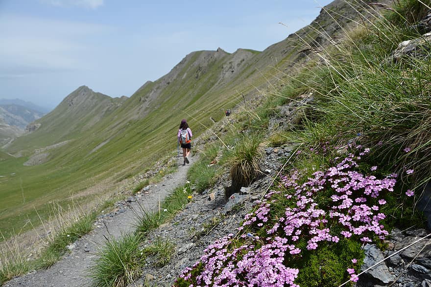 bjerg, pathway, sti, blomster, alpine, topmøde, vandring, Frankrig, Alperne, Europa