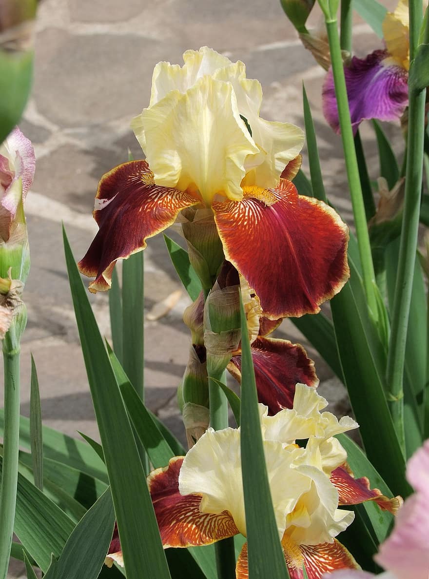 Iris, Fleur-de-lis, Yellow, Orange, Flower, Spring, Garden, Pretty, Sunlight, Petals, Leaves