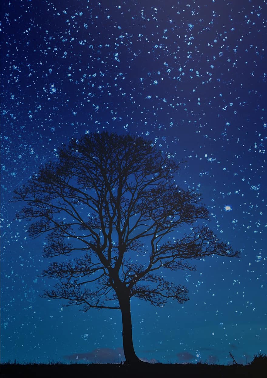 nat, træ, nattehimmel, blå himmel, stjerner, nocturne, hovedrollen