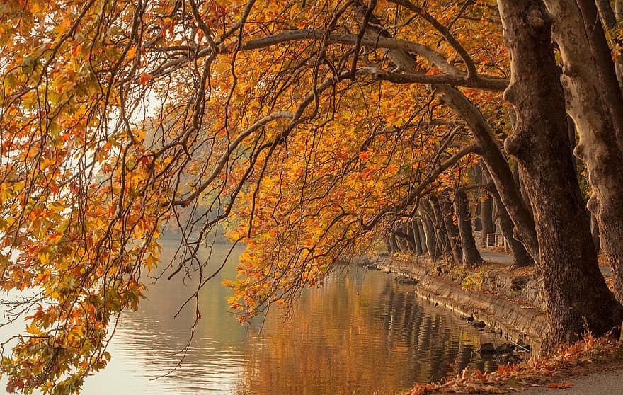 las, drzewa, jezioro, odbicie, woda, jesień, kolorowy