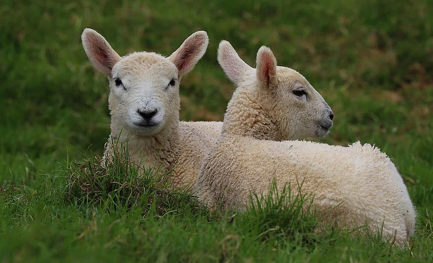 子羊、羊、ヒツジ、動物たち、自然、草、緑、農業、ファーム、カーマーゼンシャー、ウェールズ