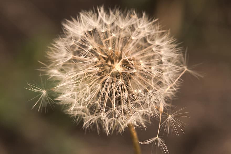 Flower, Nature, Dandelion, Bloom, Blossom, Wish, Macro, Growth, close-up, plant, seed