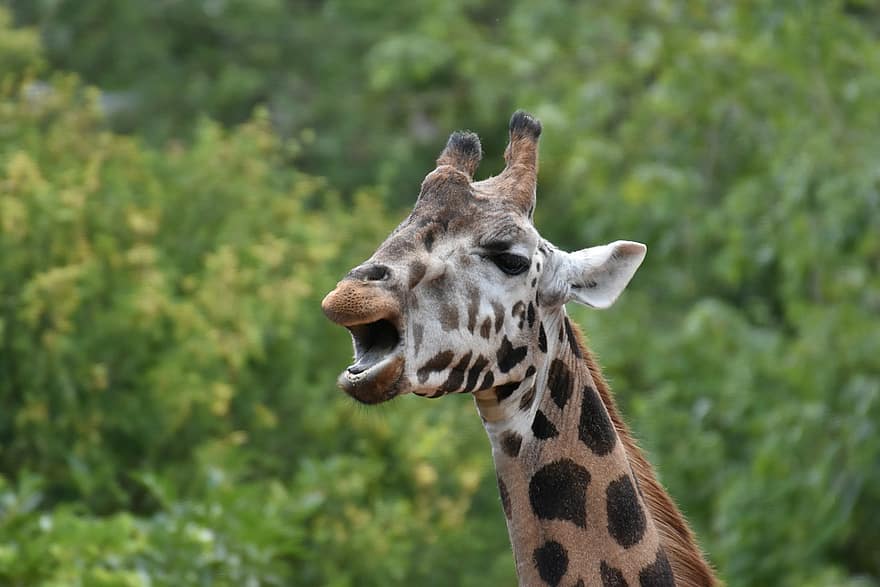 jirafa, cabeza, cuerna, cuello largo, zoo, animal, animal salvaje, fauna silvestre, safari, linda, gracioso
