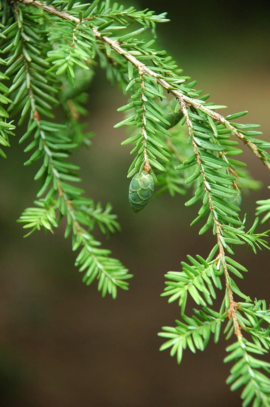 nature, leaves, evergreen