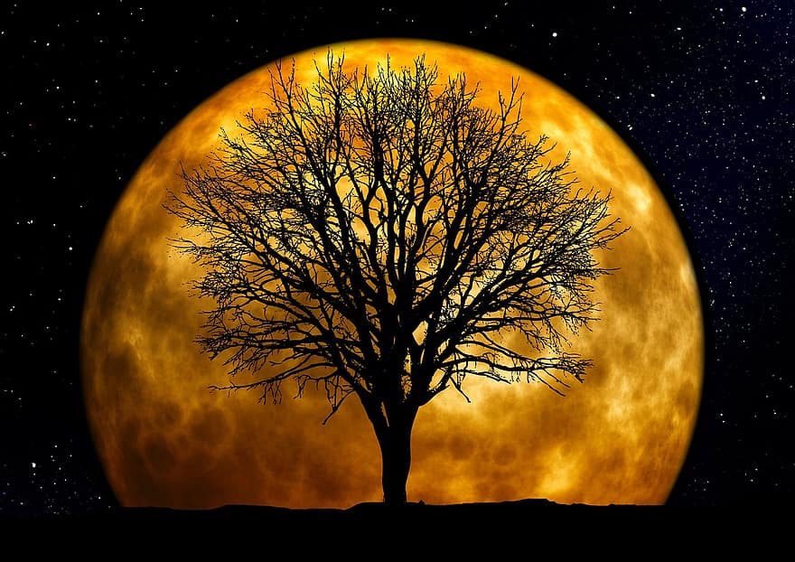 træ, Kahl, måne, baggrund, nat, aften, atmosfære, humør, guld, gul