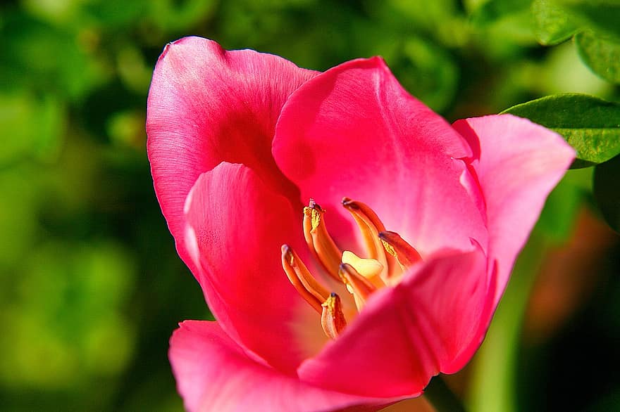 flor, tulipán, pétalos, flora, estambre