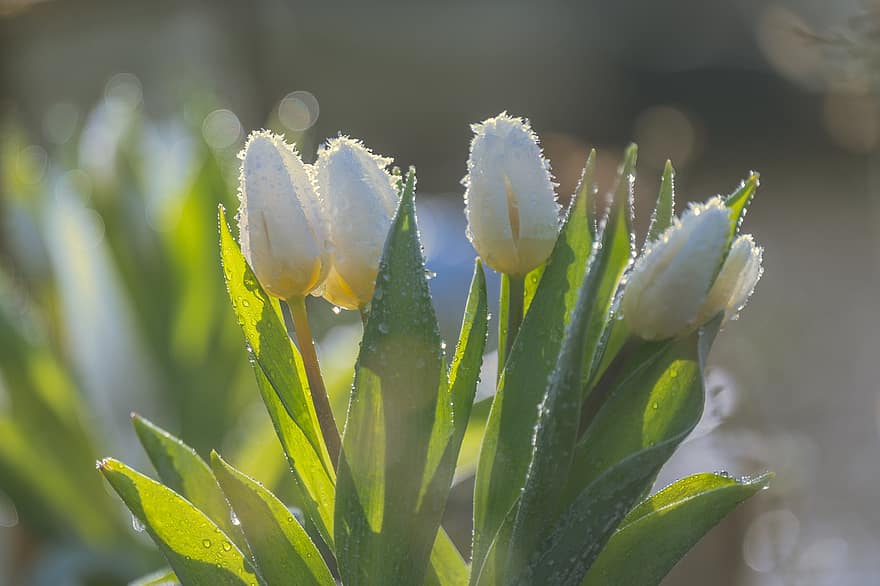 tulipani, fiori di primavera, fiori bianchi, fiori, natura, giardino, colore verde, pianta, foglia, avvicinamento, estate
