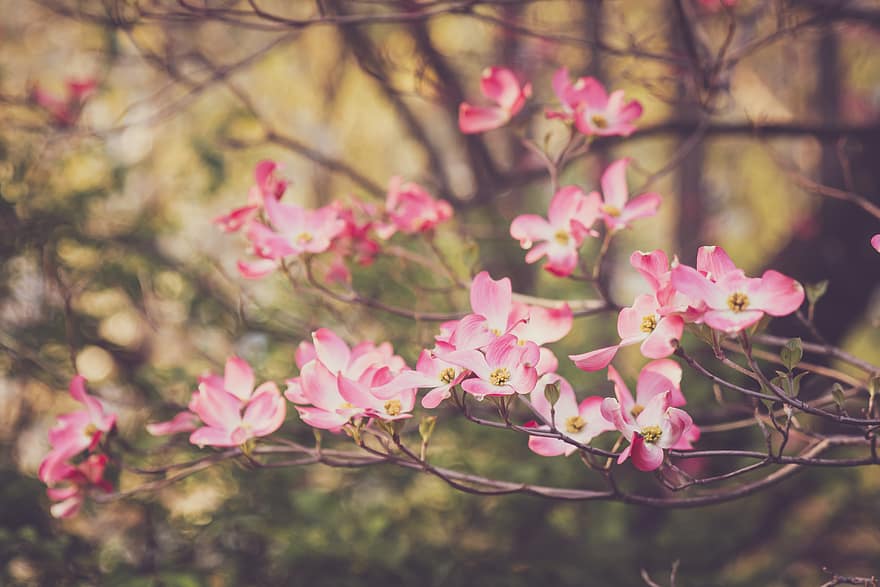 blühen, Blume, Natur, Baum, japanisch, Sakura, Kirsche, Rosa, Ast, Pflanze, Frühling