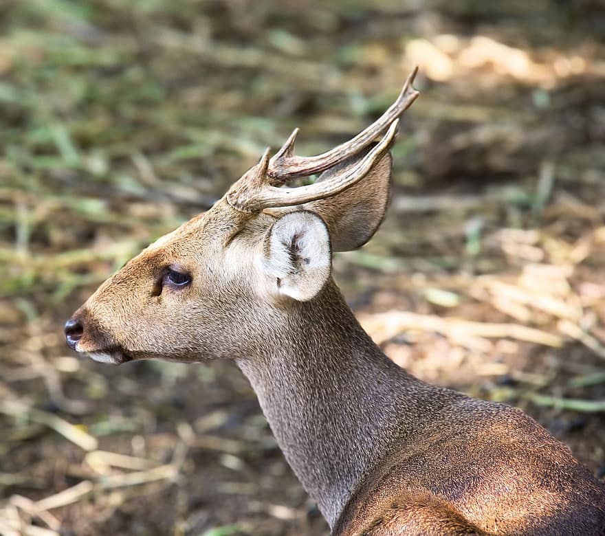 zvíře, Bawean Deer, savec, volně žijících živočichů, druh, fauna, zvířata ve volné přírodě, Jelen, rohatý, les, tráva