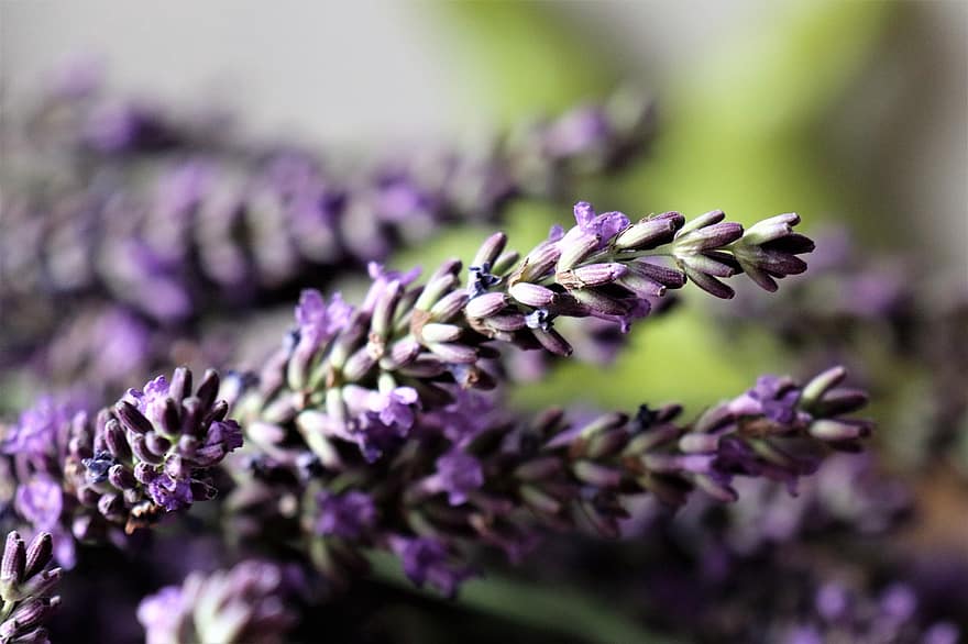 lavendel, bloemen, kruiden, de geur van, paars, fabriek, Purper, zomer, flora, bloeiwijze, kruid