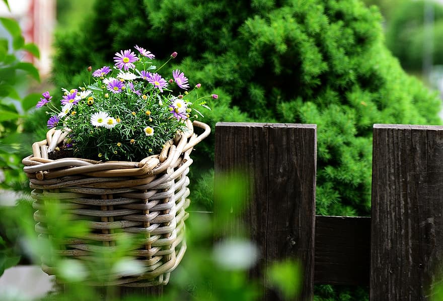 cesta de flores, flores, ramalhete, margaridas, jardim, cerca de Jardim, verão, flor, madeira, frescura, grama