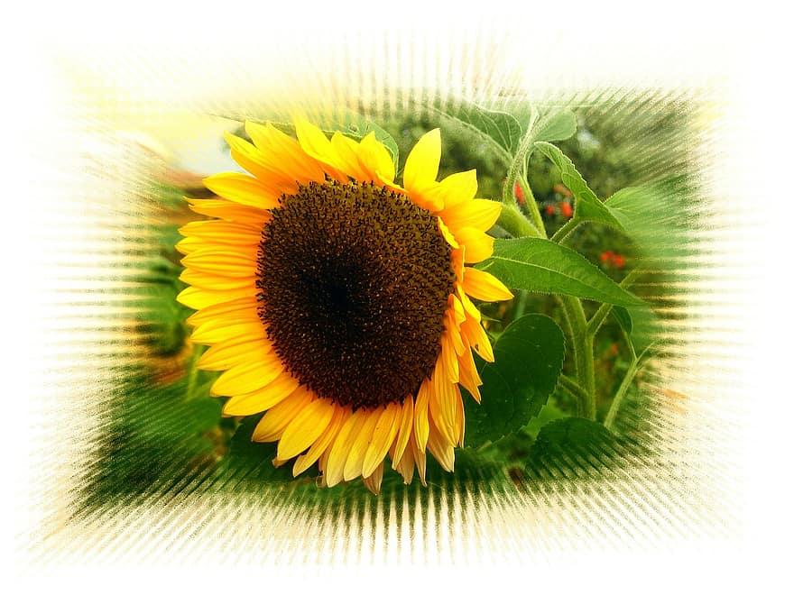 floarea-soarelui, secțiune, fundal, structura, inflori