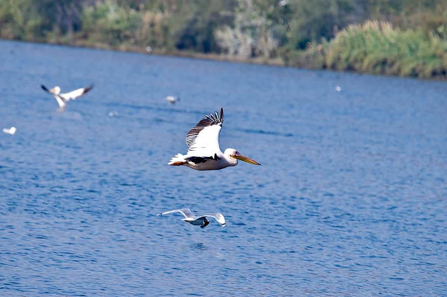 ocells, pelicà, llac, nedar, plomes, plomatge, animal, fotografia animal, volant, bec, animals a la natura