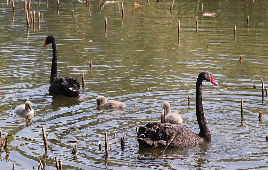 Swans, Black Swans, Birds, Baby Swans, Swans Family, Wading, Anatidae, Water Birds, Aquatic Birds, Waterfowls, Pond