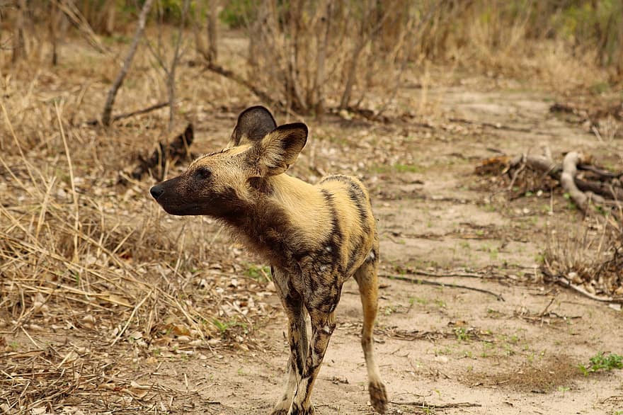 hiena, animal, mamífero, predador, animais selvagens, safári, fotografia da vida selvagem, região selvagem, África, Prado