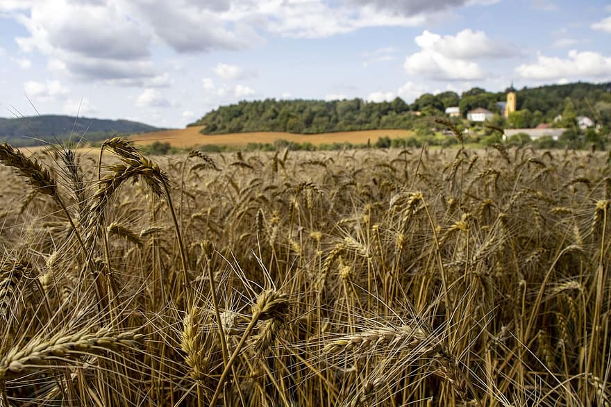 小麦、フィールド、ファーム、穀物、作物、植物、プランテーション、農業、風景、自然、田舎