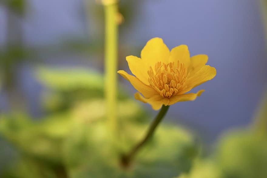 marsh marigold, bunga liar, caltha palustris, kelopak, bunga kuning, mekar, berkembang
