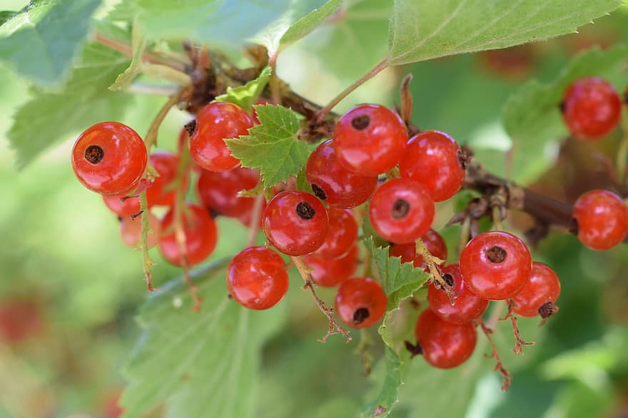 Currants, Fruits, Red Currants, Food, Fresh, Healthy, Ripe, Organic, Sweet, Produce, Harvest