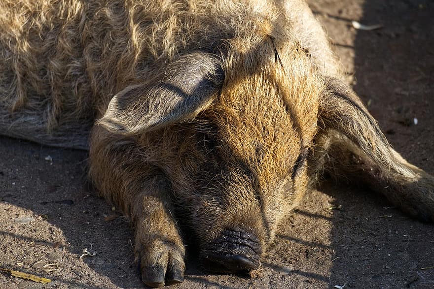Wool Pig, Piglet, Sleep, Cute, Young, Zoo, Nature, Lying, Sun, Piggy, Wildlife