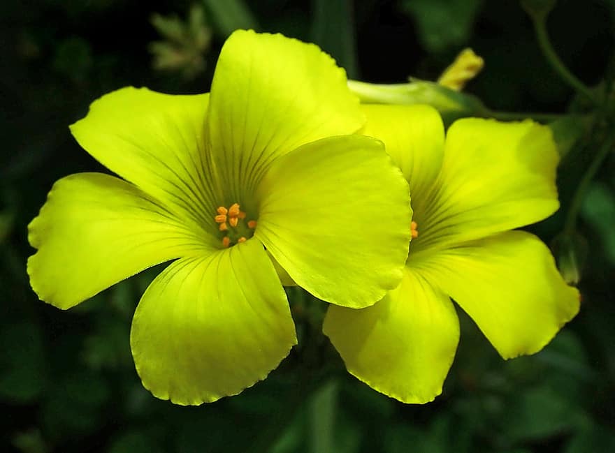 flor, amarillo, sollozo agrio, Sour Sop, oxalis, hierba, planta, jardín