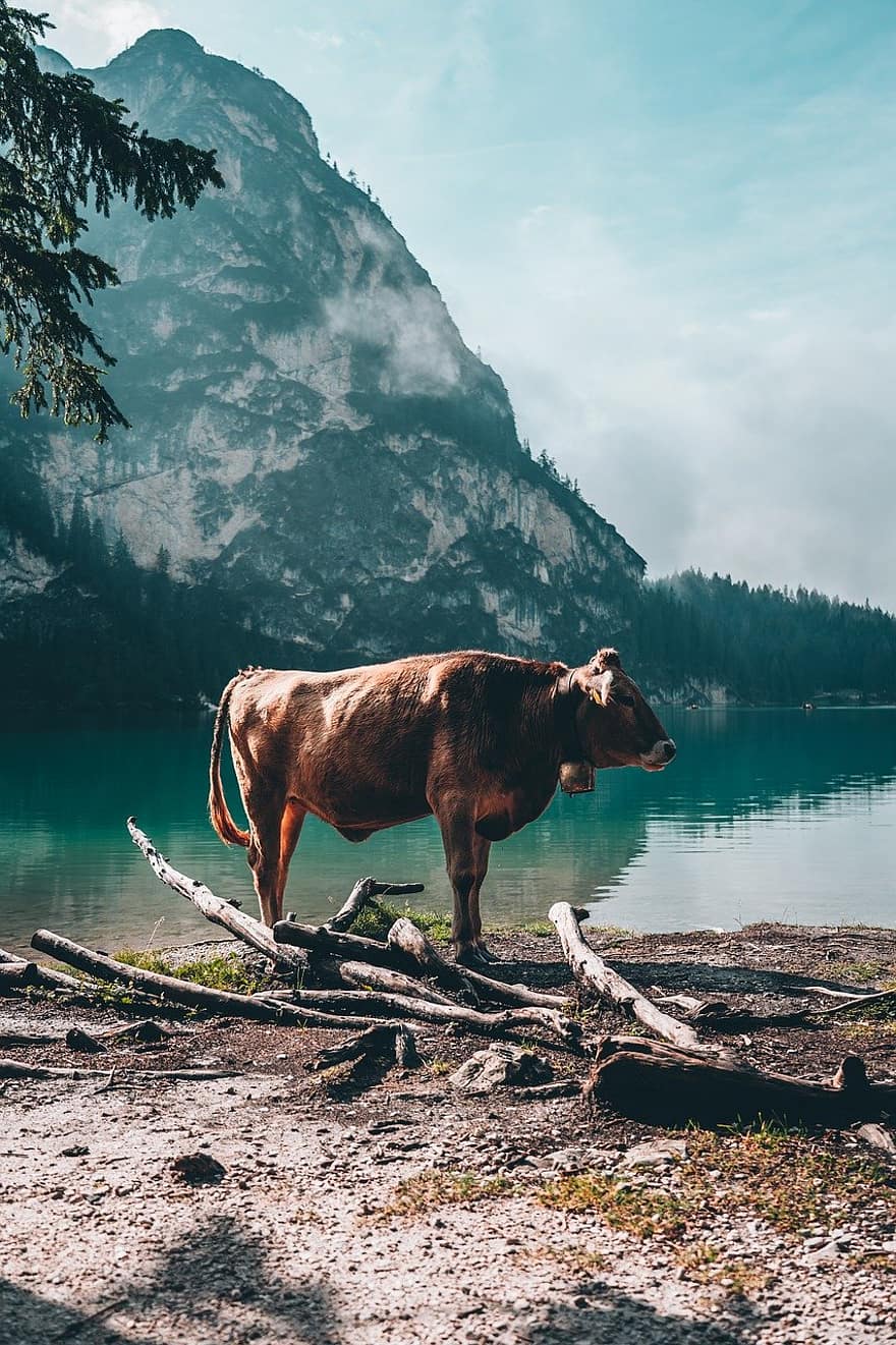 крава, езеро, Алпи, селска сцена, планина, ферма, трева, лято, говеда, пейзаж, добитък
