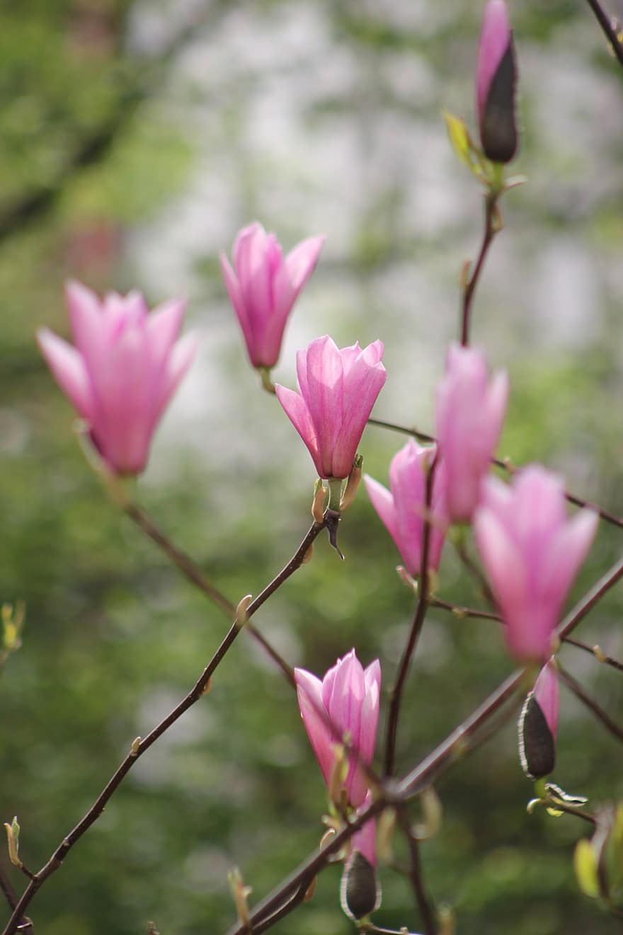 magnolia, kukat, puu, vaaleanpunaiset kukat, terälehdet, oksat, kukinta, kukka, kasvisto, kevät, luonto