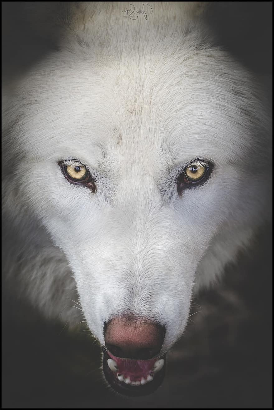 вълк, природа, хищник, див, животно, бял, създание, портрет, кожен, Luna