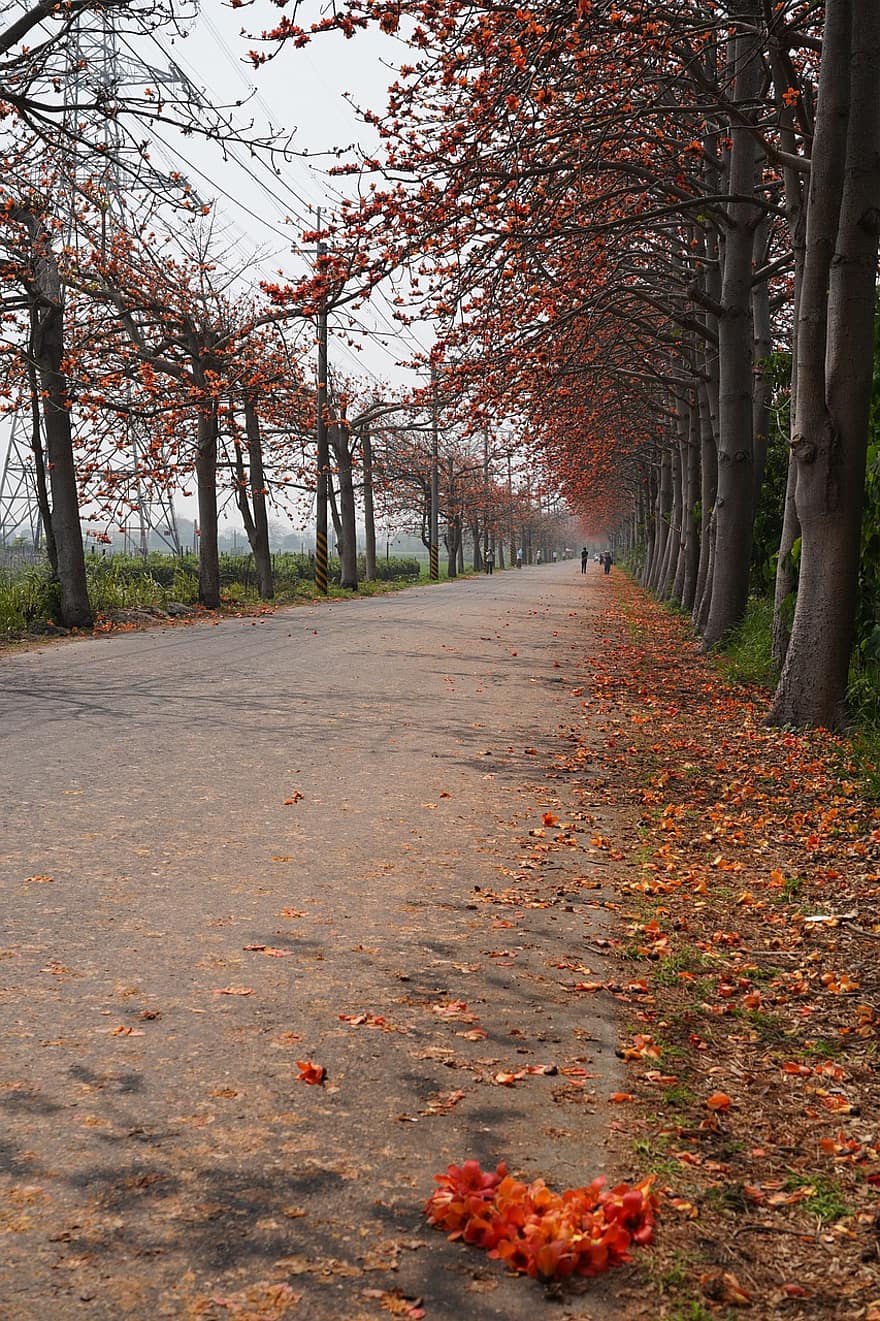 estrada, Avenida, arvores, Final de Outono, flores caídas, pavimento, caminho