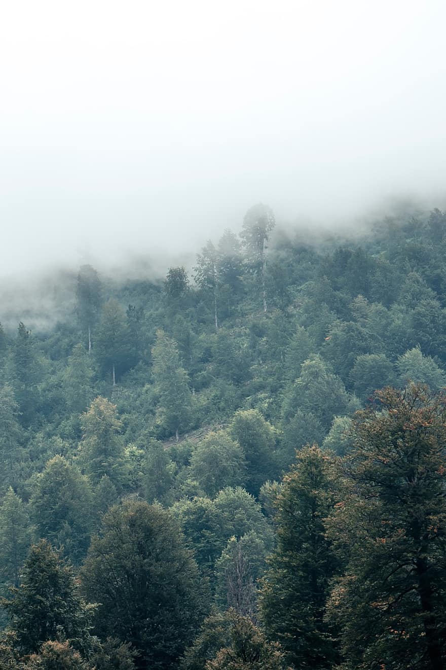 berg, träd, skog, dimmigt berg, dimma, landskap, bakgrund