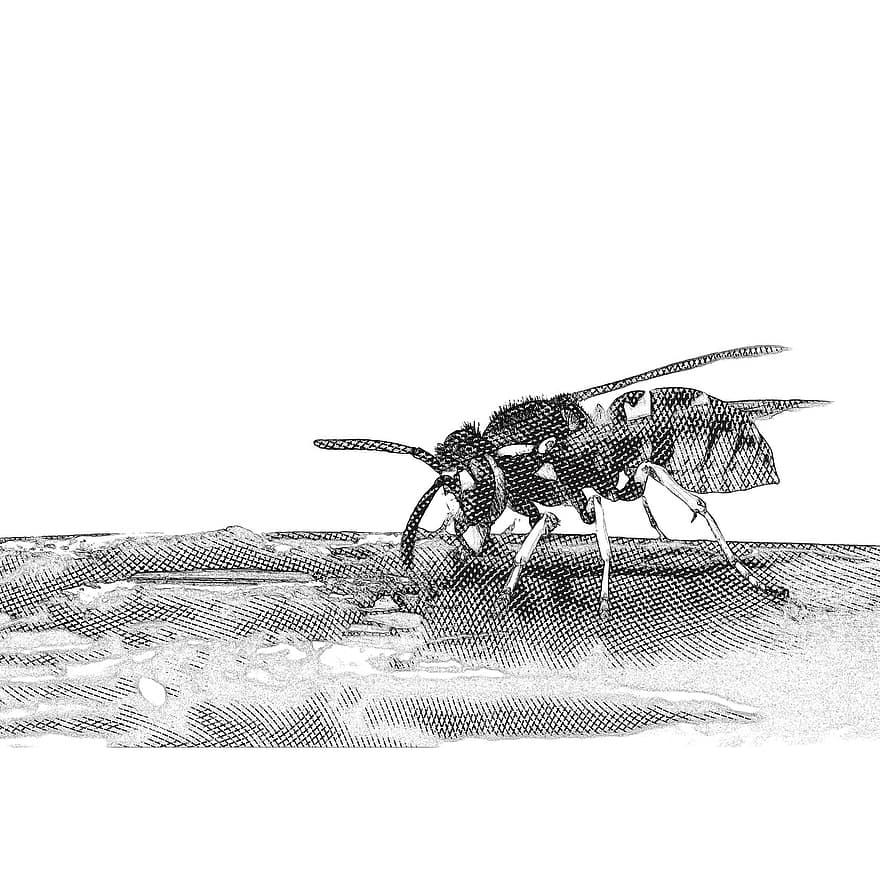 Graphic, Engraving, Wasp, Insect, Close Up