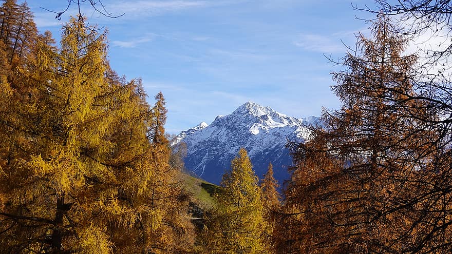 larch, pohon, gunung, hutan, pegunungan Alpen, alpine, musim gugur, jatuh, pegunungan, pemandangan, alam