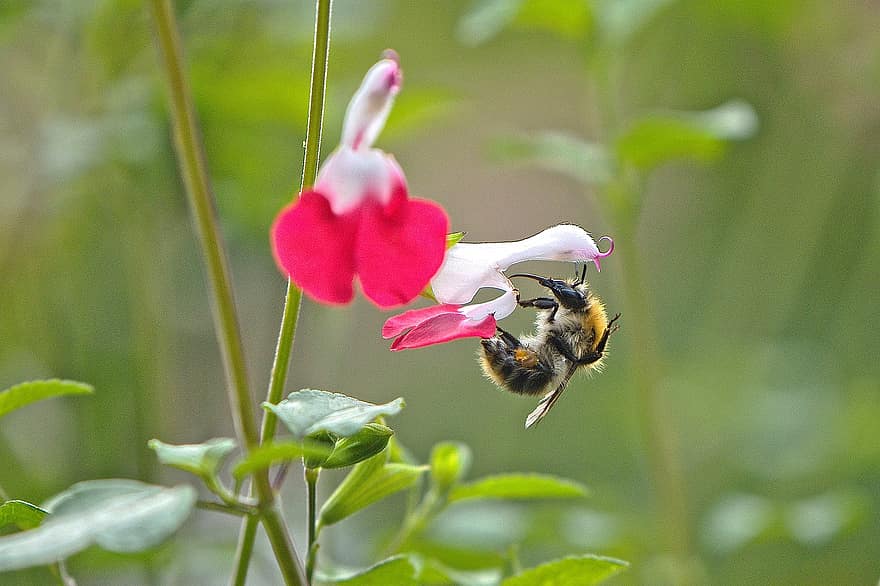 abella, insecte, flor, pètals, mel d'abella, sàlvia, jardí, planta