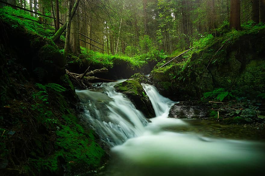 bosc, cascades, molsa, arbres, aigua que flueix, flux, corrent, rierol, aigua, riu, naturalesa