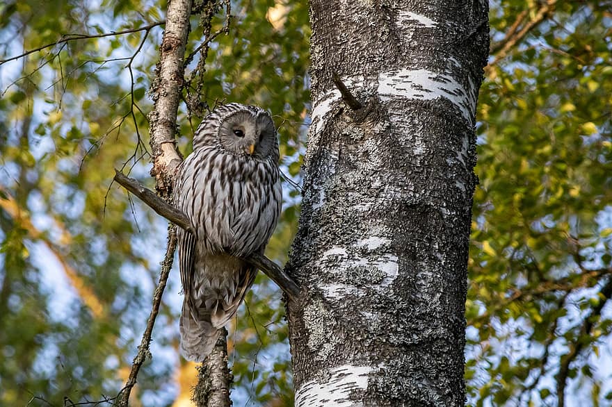 Ural Owl, Strix Uralensis, Bird, Nature, Wildlife, Bird Of Prey, Animal, Beak, Feather, Animals In The Wild, Outdoors