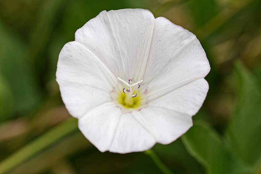 Arbusto plateado, enredadera de campo, Enredadera arbustiva, flor blanca, flor, de cerca, convolvulus arvensis, jardín