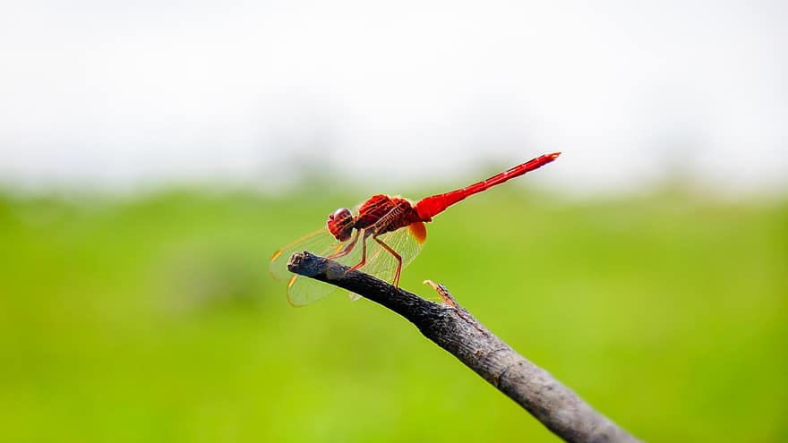 dragonfly, insekt, dyr, rød dragonfly, natur