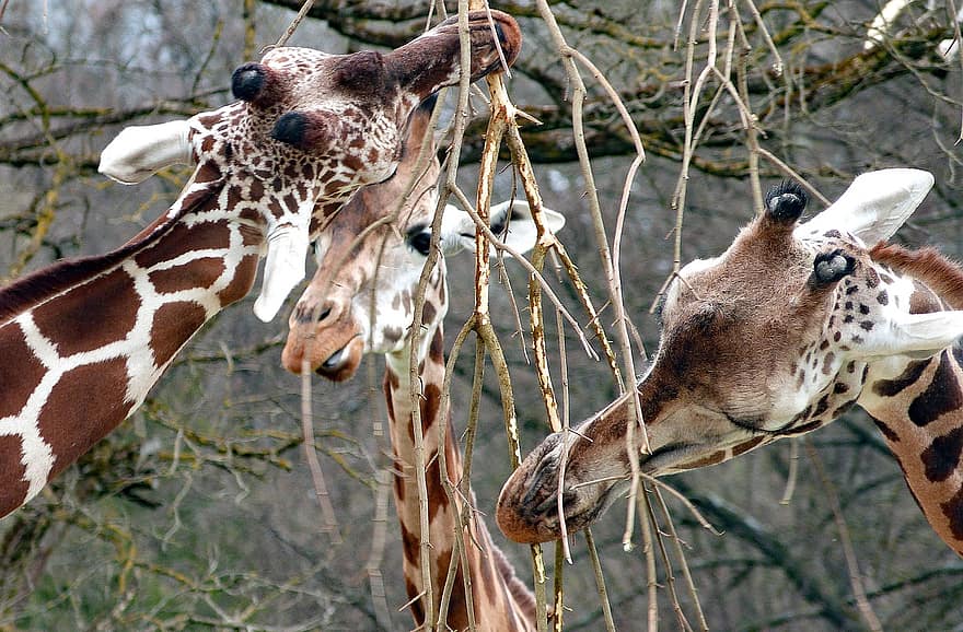 girafes, faune, la nature, mammifères, girafe, Afrique, animaux à l'état sauvage, tête d'animal, animaux de safari, à pois, fermer
