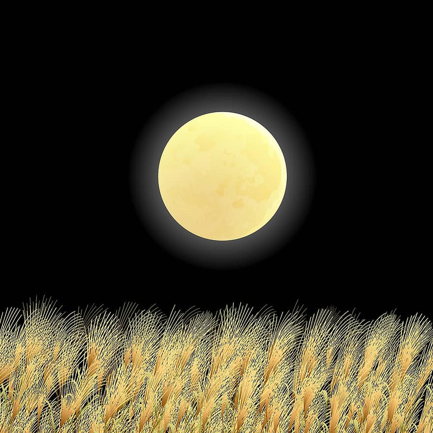 Full Moon, Night Sky, Wheat, Moonlight, Fantasy, Wolf, Dark, Mood, Composing, Nature, Halloween