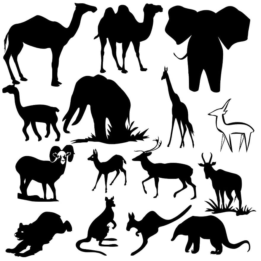 animal, maimuţă, Safari, izolat, contur, Trâmbițând, vedere, urechi, tematică, elefant, Africa