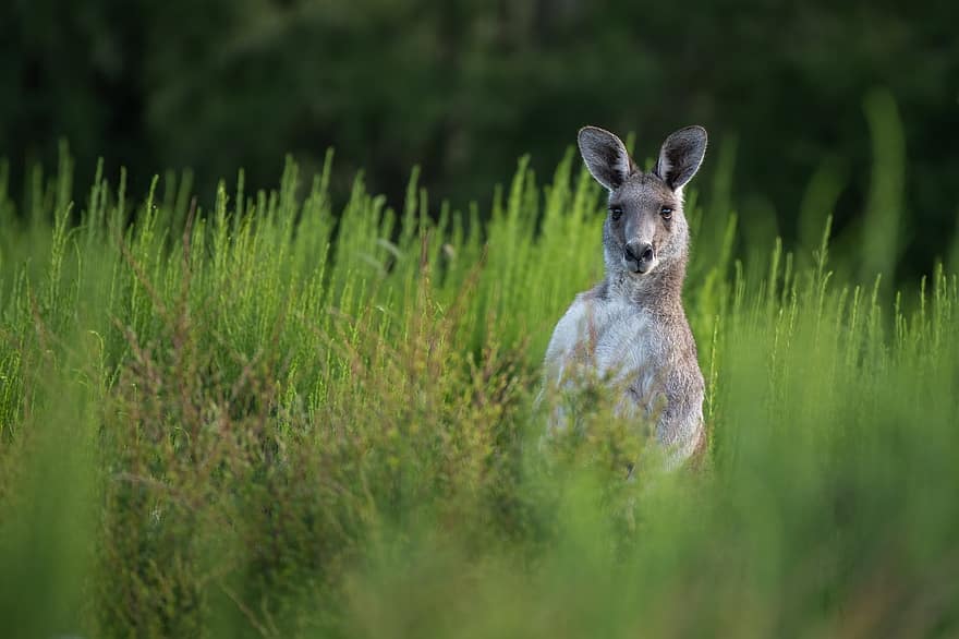 kenguru, erszényes állat, keleti szürke kenguru, emlős, vadvilág, állat, ausztrál, természet