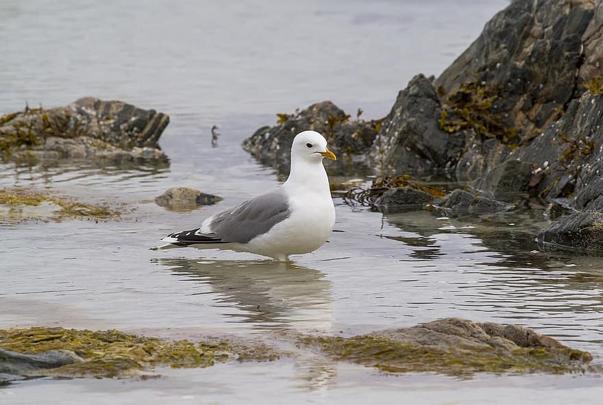 Gull, Bird, Sea, Seagull, Seabird, Animal, Wildlife, Plumage, Water, Algae, Low Tide
