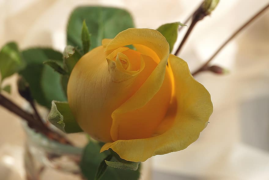 黄色いバラ、ローズ、花、花びら、黄色い花、庭園、自然、閉じる、工場、フローラ、香り高い
