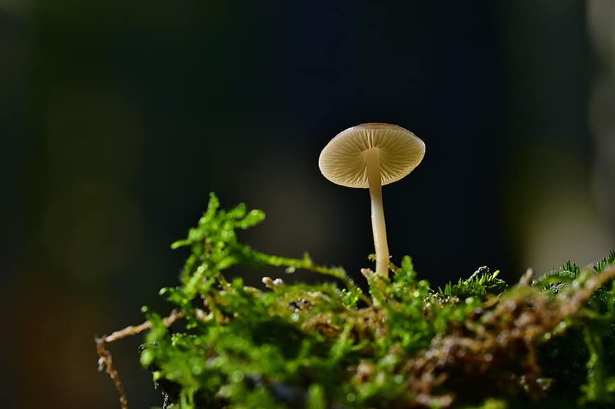 гриб, мох, грибок диска, лесной гриб, лес, природа