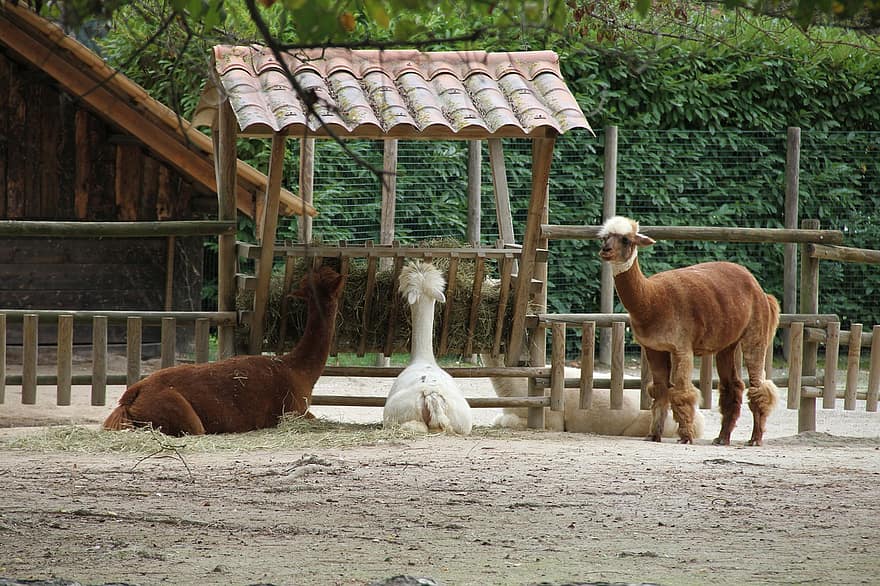 Alpacas, Farm, Animals, Livestock, Wool, Fluffy, Mammals, Fur, Farm Animal, Nature, Zoo